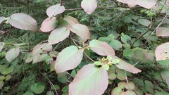 Viburnum lantanoides