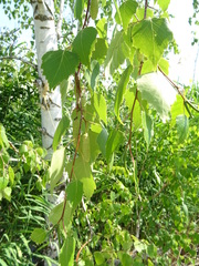 Betula