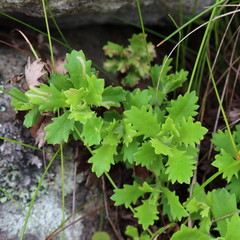 Osmitopsis dentata