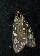 Callindra principalis