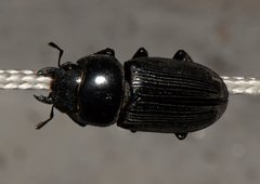 Dorcus