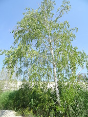 Betula