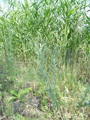 Linaria genistifolia