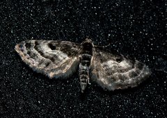Eupithecia atrisignis