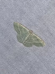 Chlorochlamys triangularis