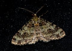 Myrioblephara duplexa