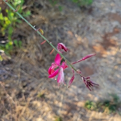 Oenothera lindheimeri