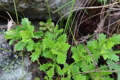 Osmitopsis dentata