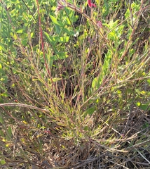 Oenothera lindheimeri