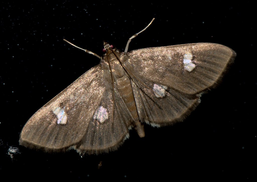 Nagiella quadrimaculalis