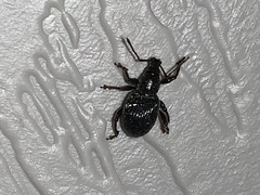 Otiorhynchus meridionalis