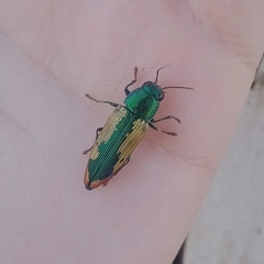 Buprestis viridisuturalis