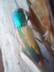 Buprestis viridisuturalis