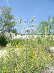Centaurea stoebe