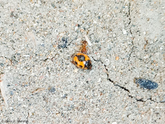 Formicidae