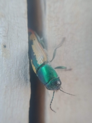 Buprestis viridisuturalis