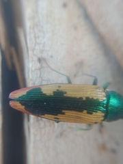 Buprestis viridisuturalis