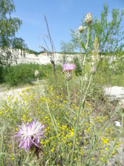 Centaurea stoebe