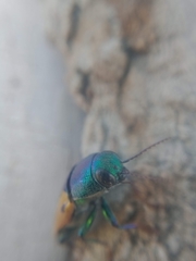 Buprestis viridisuturalis