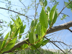 Ulmus pumila