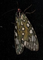 Callindra principalis
