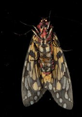 Callindra principalis