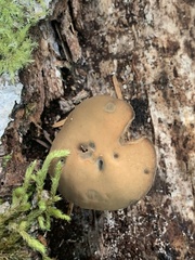 Simocybe centunculus centunculus