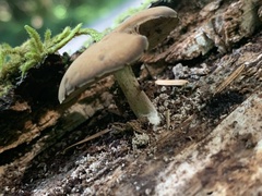 Simocybe centunculus centunculus