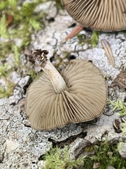 Simocybe centunculus centunculus