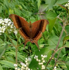 Marpesia zerynthia