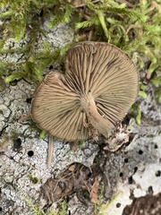 Simocybe centunculus centunculus