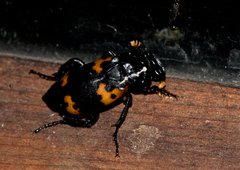 Nicrophorus nepalensis