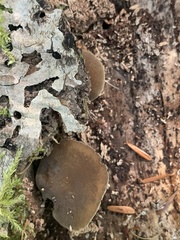 Simocybe centunculus centunculus