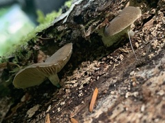 Simocybe centunculus centunculus