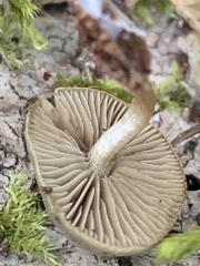 Simocybe centunculus centunculus