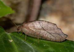 Drepanepteryx falculoides