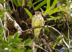 Oxyruncus cristatus