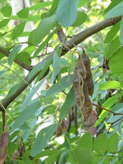 Robinia pseudoacacia
