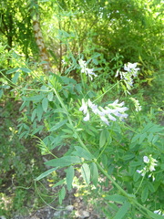 Vicia biennis