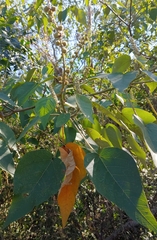 Mallotus paniculatus