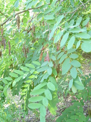 Robinia pseudoacacia