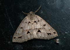 Psyra angulifera