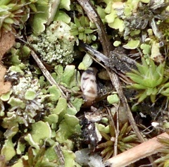 Anoscopus serratulae