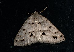 Psyra angulifera
