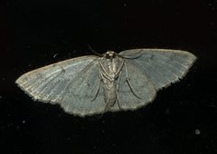 Psyra angulifera