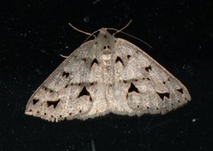 Psyra angulifera