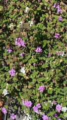 Lantana montevidensis