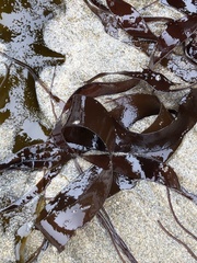 Grateloupia doryphora