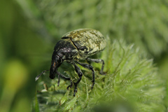 Larinus vulpes