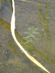 Magnoliopsida